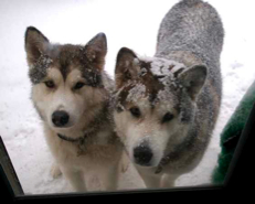 Mom, can we come in yet?  The living room needs some snow and we can bring it in!