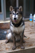 Like most Malamutes, Chagall enjoys a good digging session - especially if it is muddy!