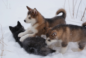 Puppies at play on WinterStar Farm