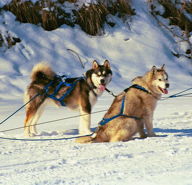 Rigel (right) was our 3rd Malamute