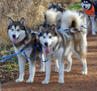 Penny (left) carting with sister Sassy, 2009