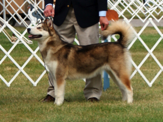 Penny winning her class at the Waukesha specialty in 2009, 6 mnths old
