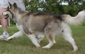 Procyon at 12 years old shows off the stride that has pulled a sled many miles!