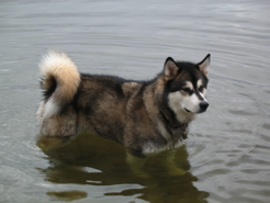 Summit, one water loving dog!